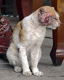 Wounded, scratched Cat in Cambodia by Asienreisender